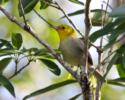 Yellow-headed Warbler ,Endemic