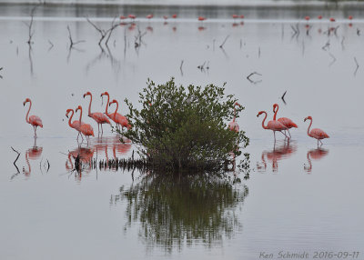 American Flamingo,Cuba