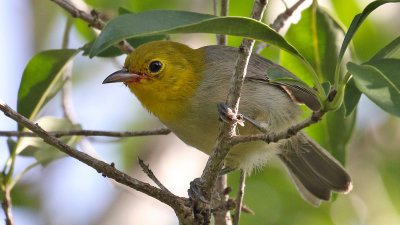 Endemic,Yellow-headed Warbler