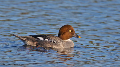 Common Goldeneye, female