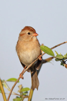Flield Sparrow