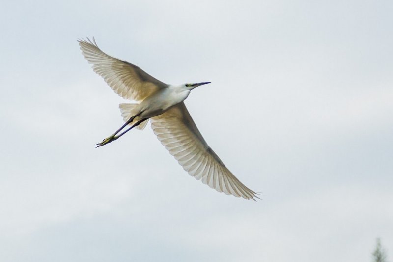 Egret <big>白鷺</big>