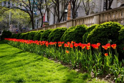 Tulips at the New York City Library