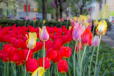 Tulips on Park Ave