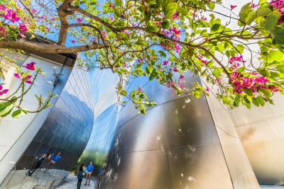 Hong Kong Orchid Tree