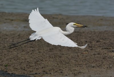 DSC_8705aaa.jpg
