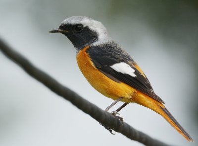 daurian_redstart_2013