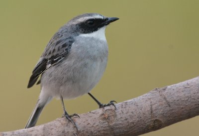 grey_bushchat_male_2013