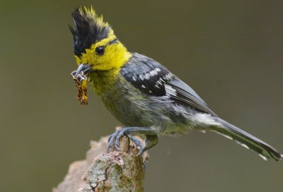 yellow_chested_tit_2014