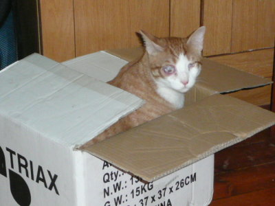 Shaatar's got a brand new box.