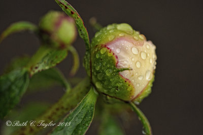 Peony Buds