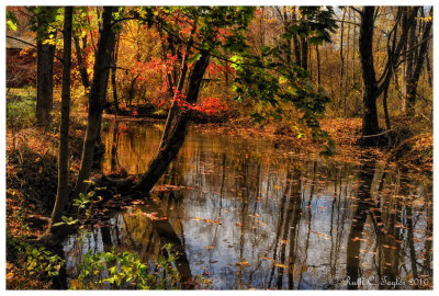Autumn Along Pine Run Creek