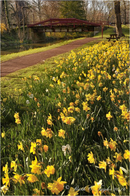 Spring Daffodil Path Along the Canal