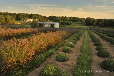 First Sunlight on Lavender Farm