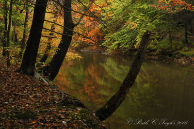 Autumn Reflections Along Pidcock Creek