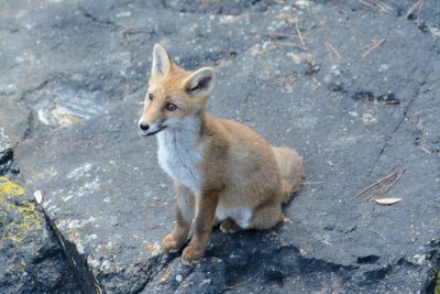 A day in Dinard, meeting with a fox 