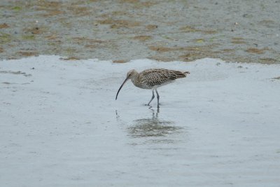 Courlis Courlieu - Whimbrel - Numenius phaeopus