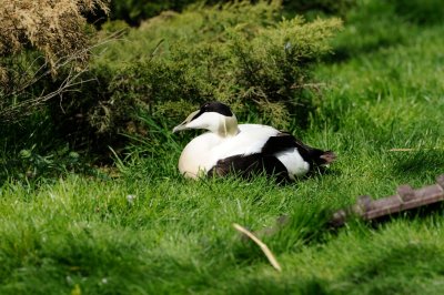 Eider  duvet - Common Eider - Somateria mollissima