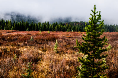 moose fields