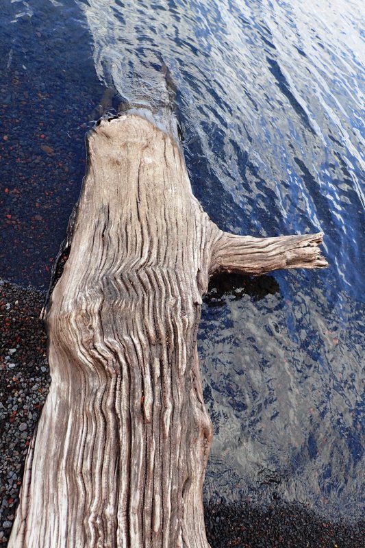 Tree stump
