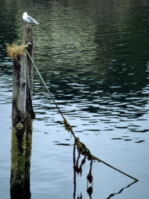 Seagull on a pole