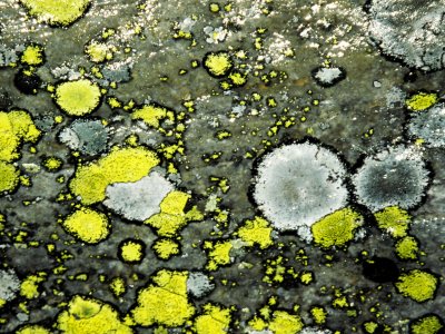 Lichens