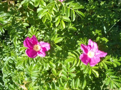 Pink flowers