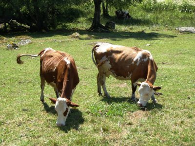Cattle Objects