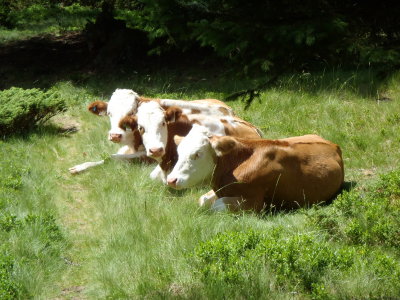 Three calves