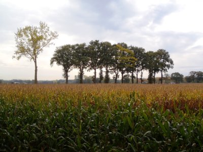 Trees behind corn field