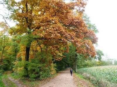 Autumn colours