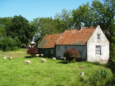 Cottages and sheep