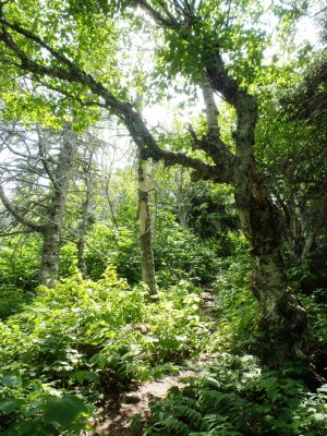 Overgrown path