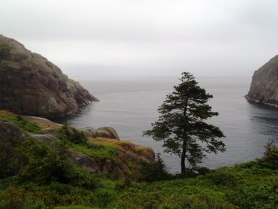 Tree at the bay