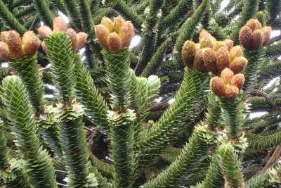 Flowering tree