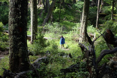 Through the woods