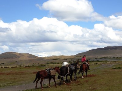 Four horses