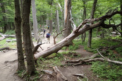 Through open forest
