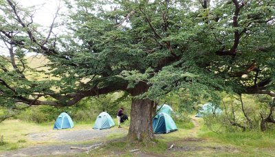 Tents behind tree