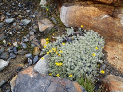 Flowers and rocks