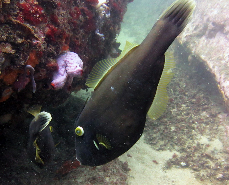 Black Reef Leatherjacket - Sydney