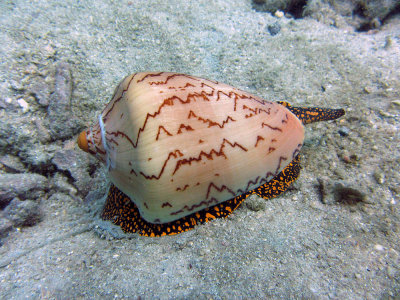 Cone shell - Thailand