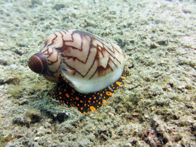 Coneshell  - Thailand