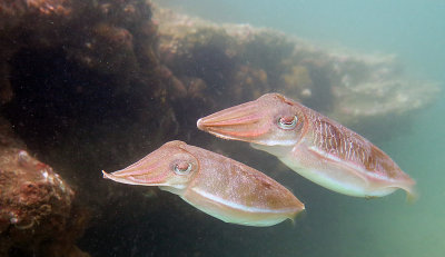 Cuttlefish - Sydney