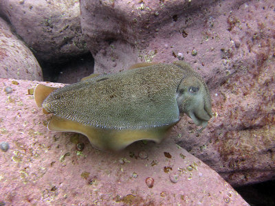  Cuttlefish - Sydney