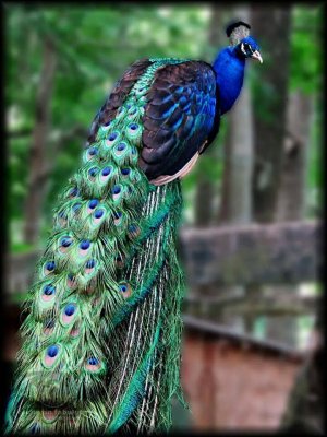pretty as a peacock