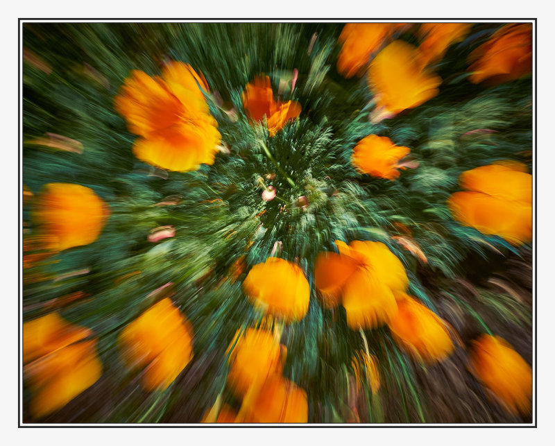 Exploding Poppies