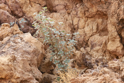 Arava. november.