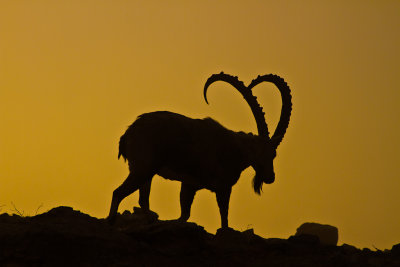 SUNRISE at MITZPE