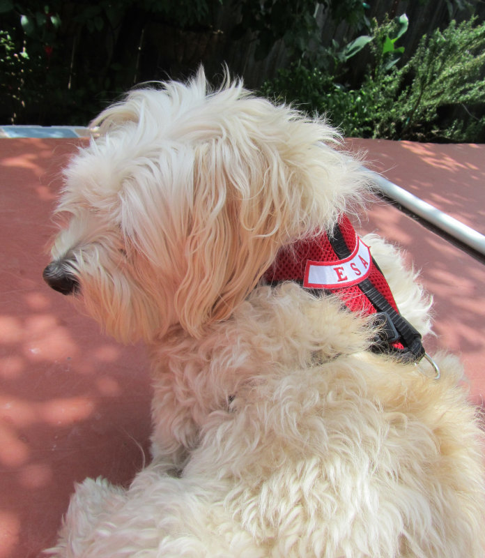 Muffy_ESA_harness-